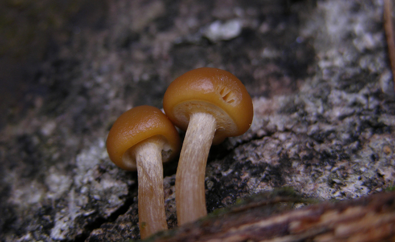 Galerina da determinare n34(2007)